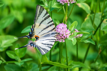 Beautiful Butterfly Scarce Swallowtail, Sail Swallowtail, Pear-tree Swallowtail, Podalirius. Latin name Iphiclides podaliriu. Butterfly collects nectar on flower.