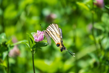 Beautiful Butterfly Scarce Swallowtail, Sail Swallowtail, Pear-tree Swallowtail, Podalirius. Latin...
