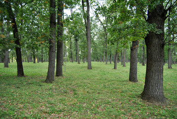 park nature trees early autumn