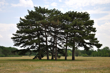 pine nature sky tree background