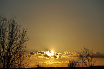 silhouette of a tree against the backdrop of sunset yellow winter sky