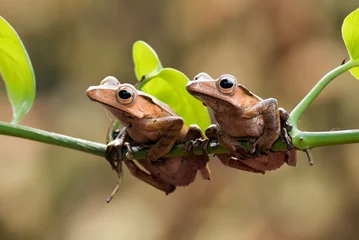 Deurstickers Tree frogs holding on to tree roots © shirly