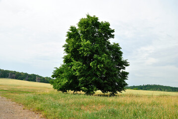 Fototapeta premium tree nature on the background of the old village Ukraine