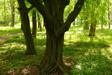 trees summer nature park background