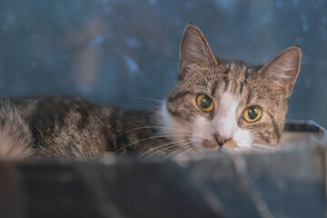 a young cat is comfortable in her favorite box