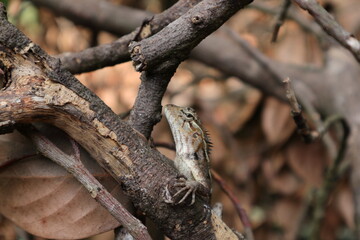 Close up view of a female oriental garden lizard 's head