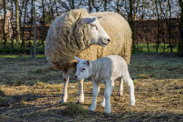 ein Schaf mit ihrem Lamm steht auf einer Weide