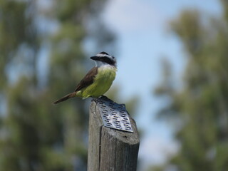 pajaro bicho feo
