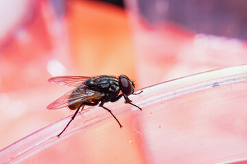 Close-up of flies clinging to clear plastic