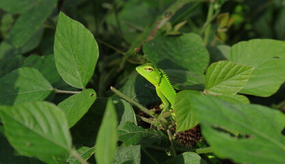 Close up of a green common garden lizard's lifted head