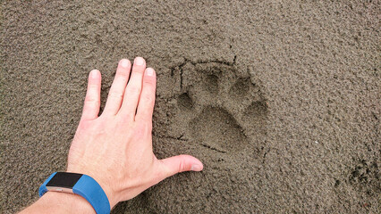 Fresh jaguar footprint in sand compared to a human hand © John