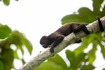 Baby mantled howler monkey on a branch