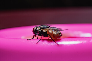 close-up of a fly perched on a pink container