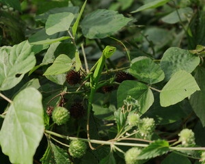 A young green lizard on top of a wild bush and staring