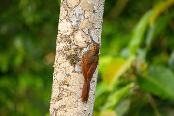 Northern-barred tree creeper on a tree trunk