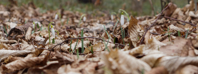Galanthus nivalis In the forest in the wild in spring snowdrops bloom.