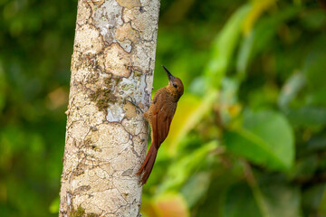 Northern-barred tree creeper on a tree trunk