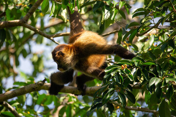 Central American Spider Monkey