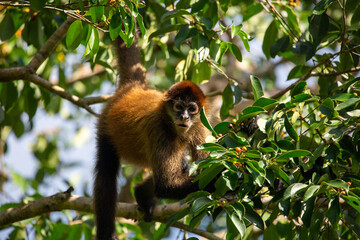 Central American Spider Monkey