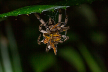 Wolf spider preying on a wandering spider
