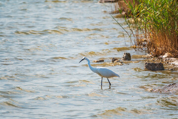 The white heron stands in the lake