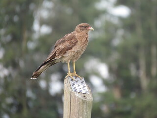 Aguila peque&ntilde;a