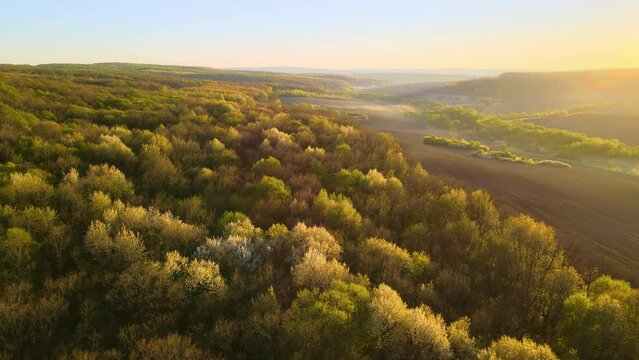 Aerial view of woodland with fresh green trees and agricultural arable fields in early spring at sunset