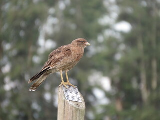 Aguila peque&ntilde;a