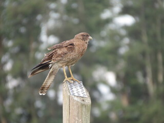 Aguila pequeña