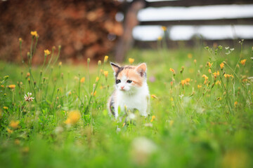 Naklejka na ściany i meble Summer, a small multi-colored, beautiful kitten looks out of the grass with flowers, a bright sunny summer day.