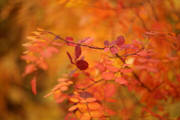 Autumn orange leaves and branches in autumn, background, nature, macro.