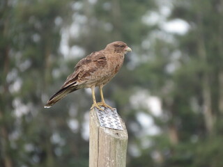 Aguila pequeña