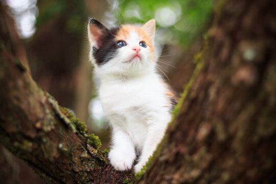 Summer, a small multi-colored, beautiful kitten sits on a tree and looks out, a kitten close-up.