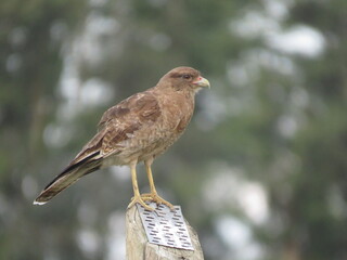 Aguila pequeña