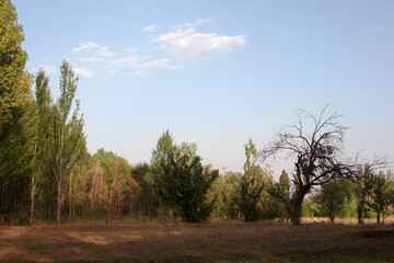 Obraz premium Trees with blue sky and clouds