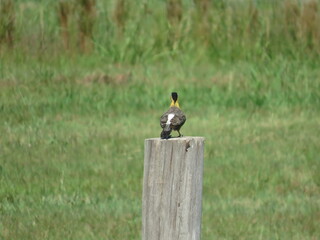 pajaro carpintero amarillo