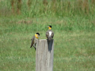 pajaro carpintero amarillo