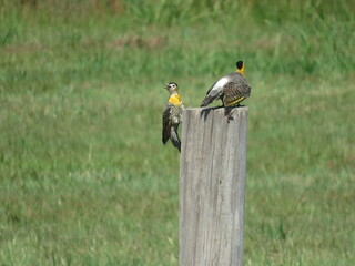 pajaro carpintero amarillo