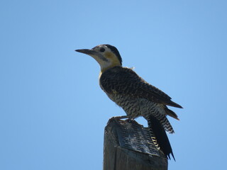 pajaro carpintero
