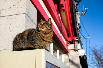 神奈川県藤沢市 自販機の上でくつろぐ野良猫 江ノ島