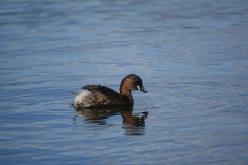 little grebe (Tachybaptus ruficollis) in its summer breeding plumage