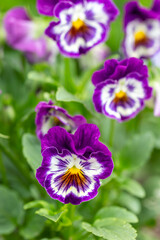 Adorable blooming pansies in summer garden on natural background