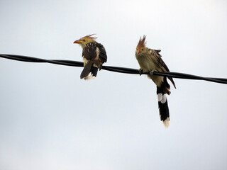 Pajaro Ave en los cables
