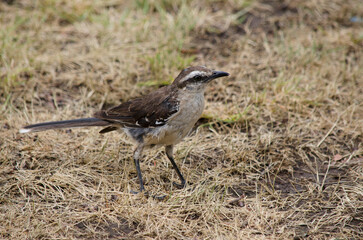 calandria looking up. small bird, lark