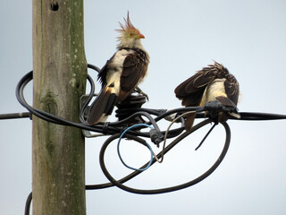 Pajaro Ave en los cables