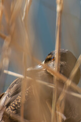 bird sitting at river bank