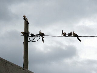 Pajaro Ave en los cables
