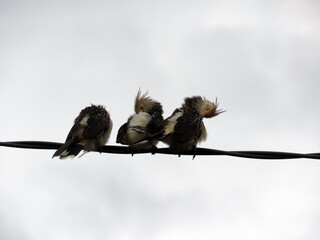 Pajaros Aves en los cables