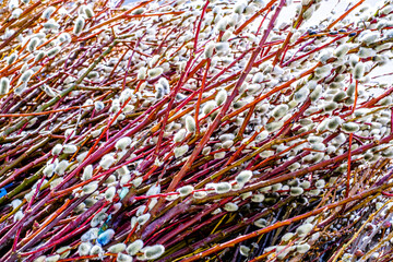 typcial bavarian willow bouquet for palm sunday
