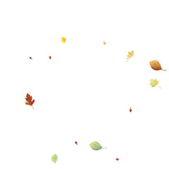 Leaves Falling Autumn Foliage Chaotic Leaf Flying